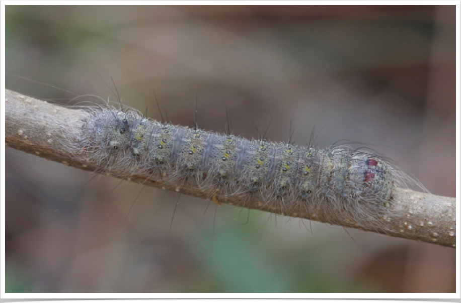 Greater Oak Dagger Moth on Oak
Acronicta lobeliae
Cleburne County, Alabama